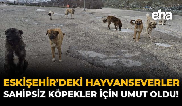 Eskişehir'deki Hayvanseverler Sahipsiz Köpekler İçin Umut Oldu!