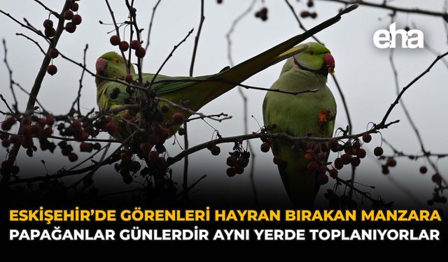 Eskişehir’de Görenleri Hayran Bırakan Manzara: Papağanlar Günlerdir Aynı Yerde Toplanıyorlar