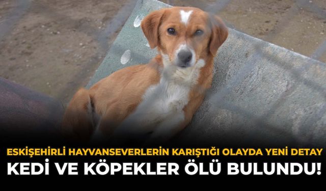 Eskişehirli Hayvanseverlerin Karıştığı Olayda Yeni Detay: Kedi ve Köpekler Ölü Bulundu!