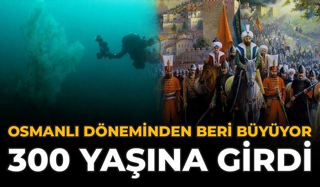 Osmanlı Döneminden Beri Büyüyor: 300 Yaşına Girdi