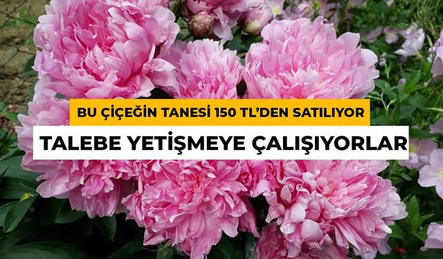 Tanesi 150 TL'ye Satılıyor: Sert Kışı Olan Şehirlerde Altına Dönüşüyor