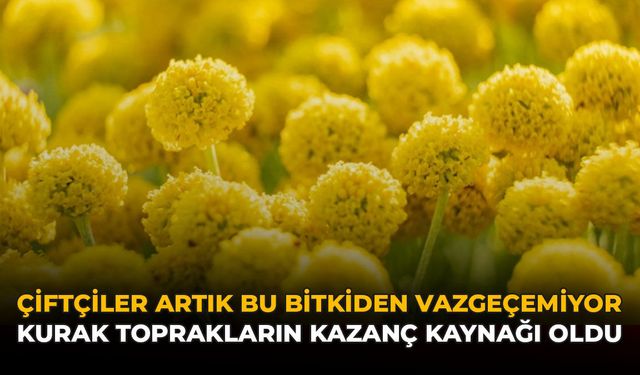 Çiftçiler Artık Bu Bitkiden Vazgeçemiyor: Kurak Toprakların Gelir Kaynağı Oldu