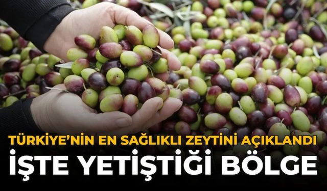 En Sağlıklı Zeytin Açıklandı: Siyah Mı Yeşil Mi Derken Cevap Bambaşka