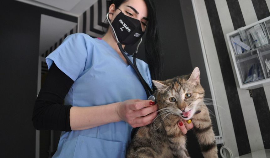 F.İ.P Hastalığı Kedilerin Sağlığını Tehdit Ediyor