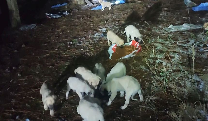 Gölet Kenarındaki Üşüyen Yavru Köpekleri Kent Merkezinden Mama Getirip Beslediler