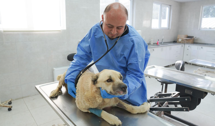 Üstünden Canice Geçilen Köpeğin Tedavisi Sürüyor