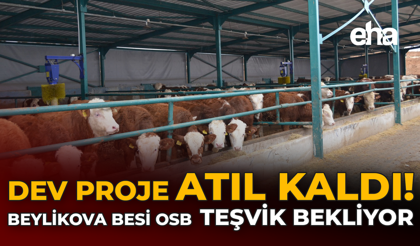 Dev Proje Atıl Kaldı! Beylikova Besi OSB Teşvik Bekliyor