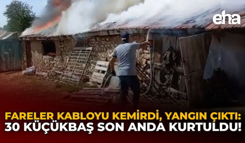 Fareler Kabloyu Kemirdi, Yangın Çıktı: 30 Küçükbaş Son Anda Kurtuldu!