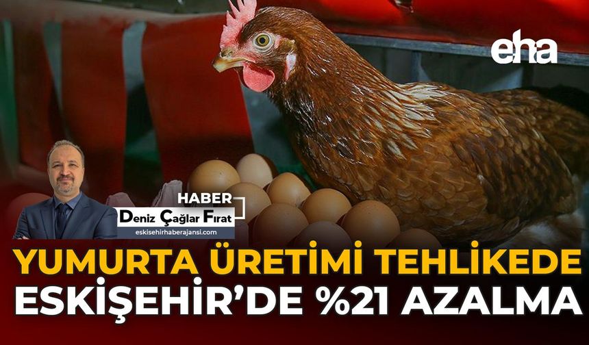 Yumurta Üretimi Tehlikede: Eskişehir'de %21 Azalma!