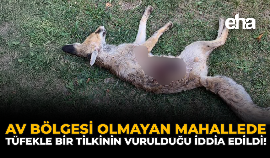 Av Bölgesi Olmayan Mahallede, Tüfekle Bir Tilkinin Vurulduğu İddia Edildi!