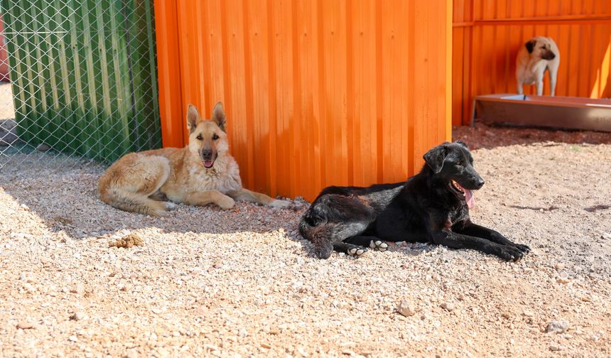 Büyükşehir Belediyesi’nden Hayvanlar İçin Mama ve Bağış Çağrısı