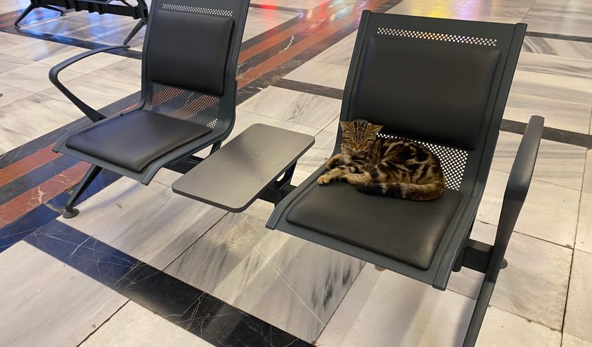 Eskişehir Tren İstasyonu’nun Sevimli Misafirleri: Kediler Yolcuların İlgi Odağı!