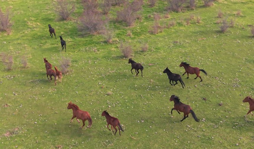 Kırsal Alanda Çekilen Yılkı Atları Şölen Oluşturdu!