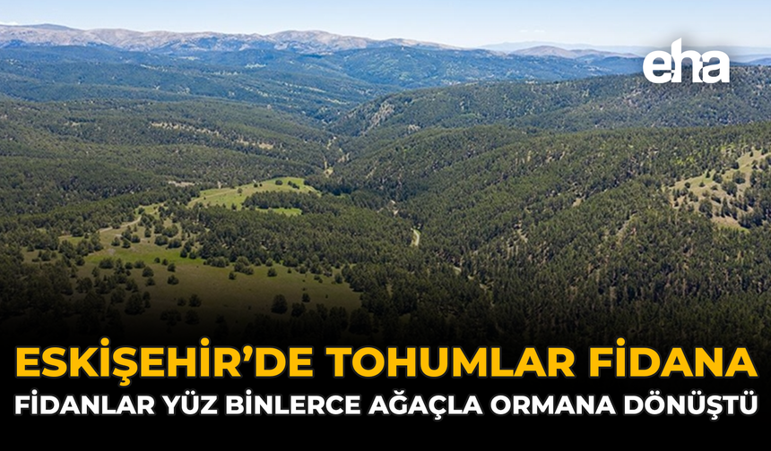 Eskişehir’de Tohumlar Fidana, Fidanlar Yüz Binlerce Ağaçla Ormana Dönüştü