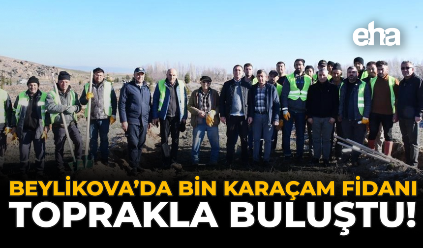Beylikova’da Bin Karaçam Fidanı Toprakla Buluştu!
