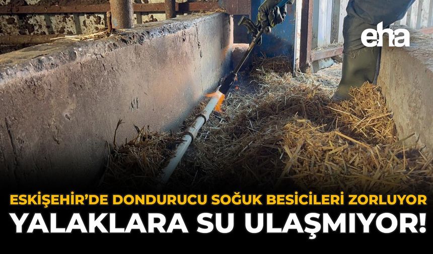 Eskişehir’de Dondurucu Soğuk Besicileri Zorluyor: Yalaklara Su Ulaşmıyor!
