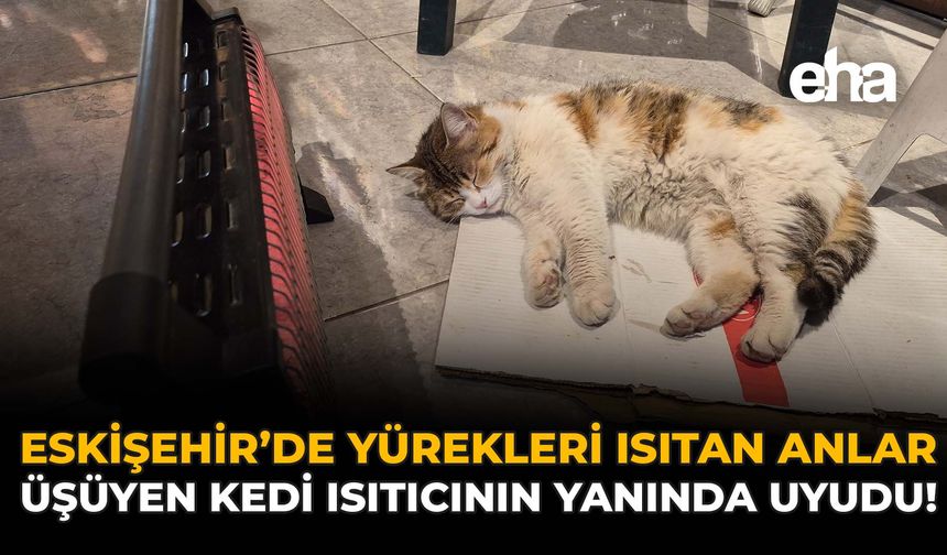 Eskişehir’de Yürekleri Isıtan Anlar: Üşüyen Kedi Isıtıcının Yanında Uyudu!