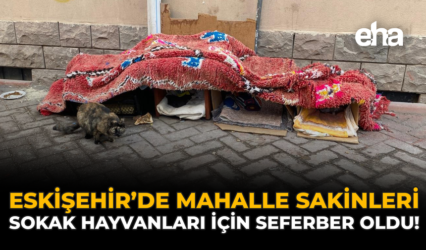 Eskişehir'de Mahalle Sakinleri Sokak Hayvanları İçin Seferber Oldu!