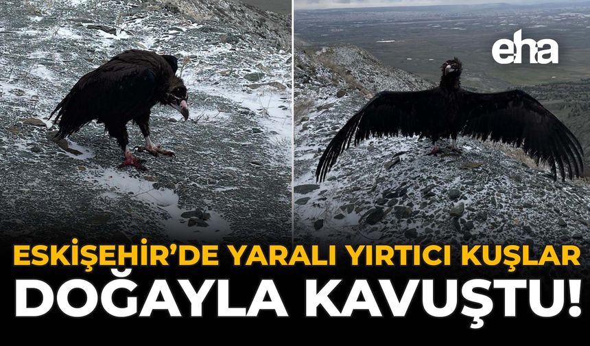 Eskişehir’de Yaralı Yırtıcı Kuşlar Doğaya Kavuştu!