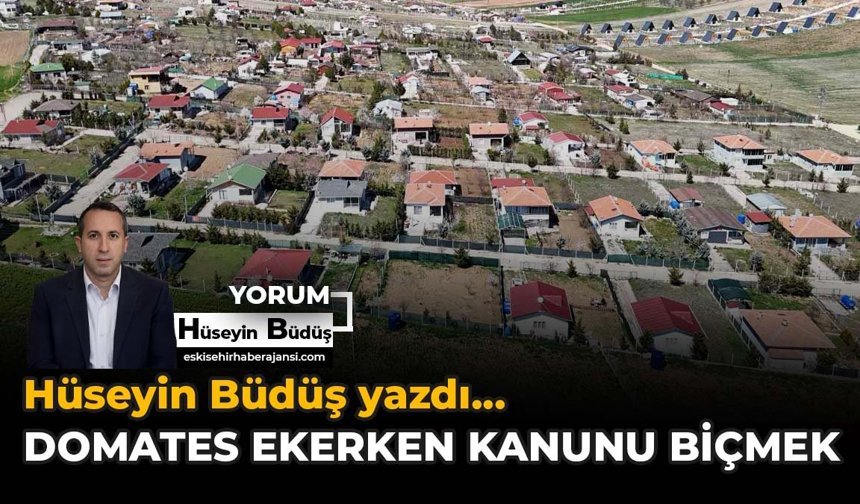 Domates Ekerken Kanunu Biçmek