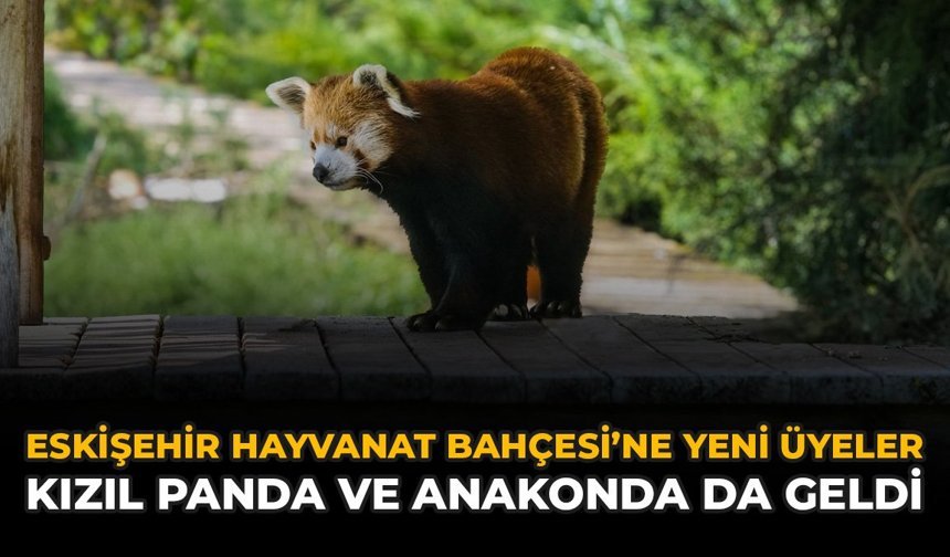 Eskişehir Hayvanat Bahçesi’ne Yeni Üyeler: Kızıl Panda ve Anakonda da Geldi