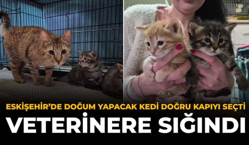 Eskişehir'de Doğum Yapacak Kedi Doğru Kapıyı Seçti: Veterinere Sığındı