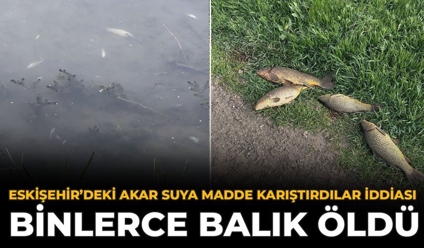 Eskişehir’deki Akar Suya Madde Karıştırdılar İddiası: Binlerce Balık Öldü!