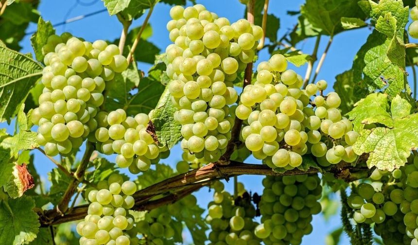 Sezonun İlk Üzümü Hasat Edildi: Kilosu 600 TL’den Satışa Çıktı