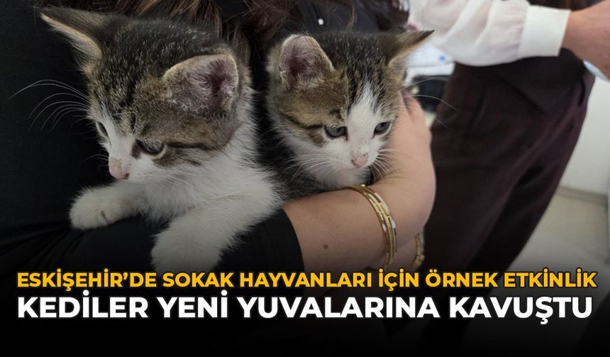 Eskişehir’de Sokak Hayvanları İçin Örnek Etkinlik: Kediler Yeni Yuvalarına Kavuştu