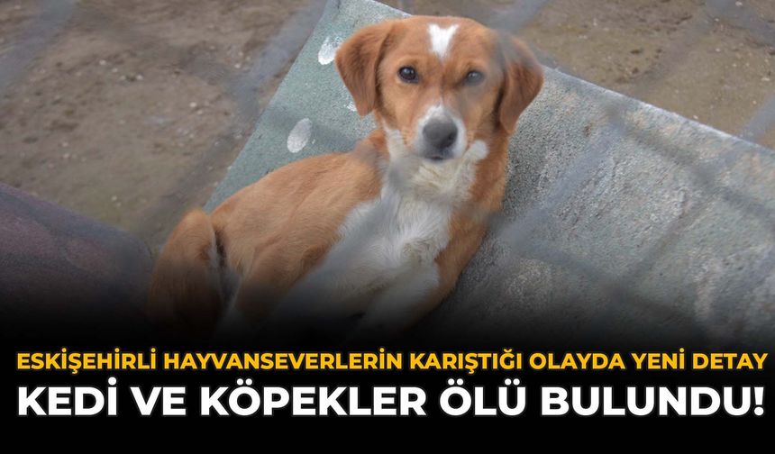 Eskişehirli Hayvanseverlerin Karıştığı Olayda Yeni Detay: Kedi ve Köpekler Ölü Bulundu!