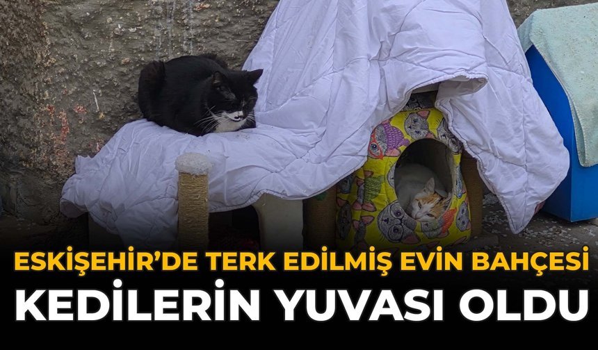 Eskişehir'de Terk Edilmiş Evin Bahçesi Kedilerin Yuvası Oldu