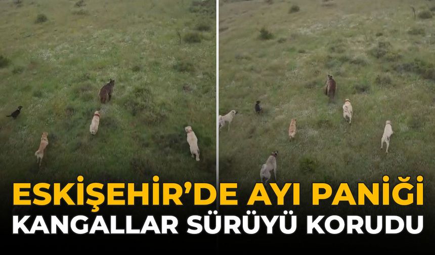 Eskişehir'de Ayı Paniği: Kangallar Sürüyü Korudu
