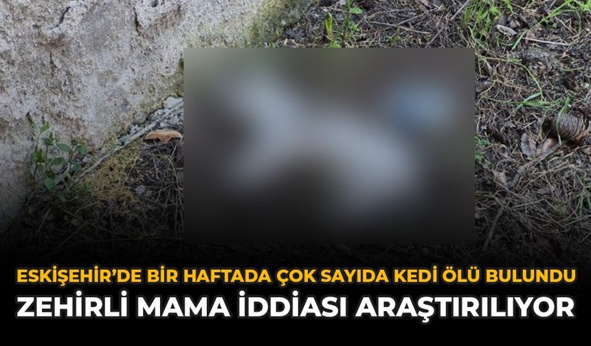Eskişehir'de Bir Haftada Çok Sayıda Kedi Ölü Bulundu: Zehirli Mama İddiası Araştırılıyor