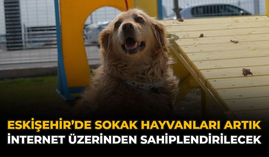 Eskişehir’de Sokak Hayvanları Artık İnternet Üzerinden Sahiplendirilecek