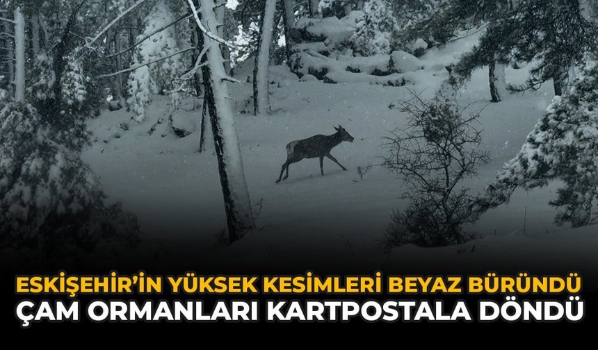 Eskişehir’in Yüksek Kesimleri Beyaza Büründü: Çam Ormanları Kartpostala Döndü