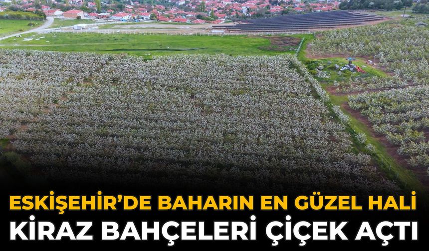 Eskişehir’de Baharın En Güzel Hali: Kiraz Bahçeleri Çiçek Açtı