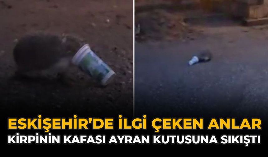 Eskişehir'de İlgi Çeken Anlar: Kirpinin Kafası Ayran Kutusuna Sıkıştı