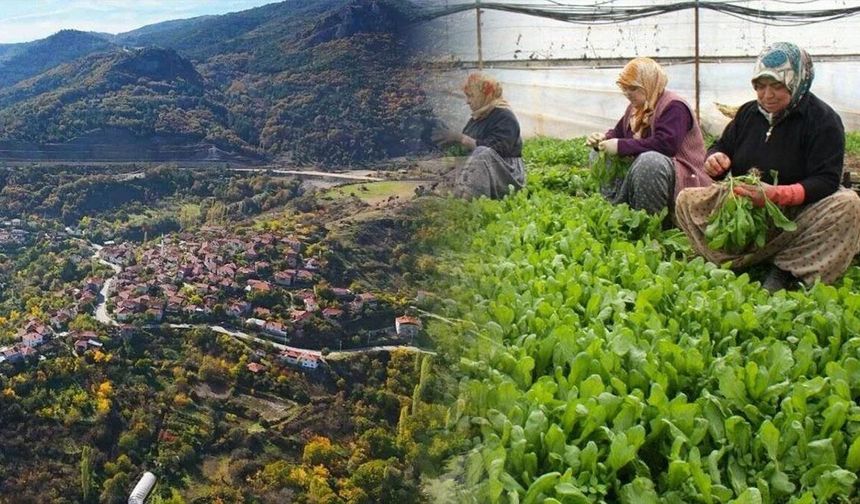 4 Milyon Kişiyi Tek Başına Sırtlıyor: Akdeniz Sanılan Bölge Sakarya Vadisinde Saklı