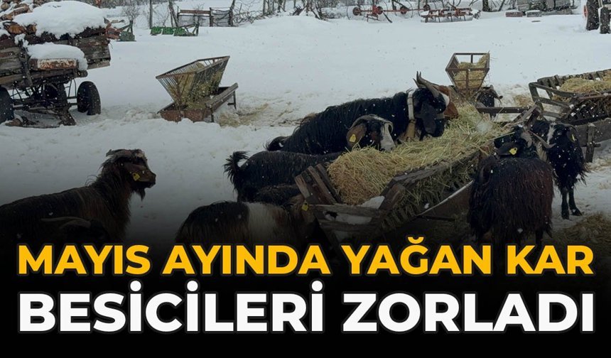 Mayıs Ayında Yağan Kar Besicileri Zorladı