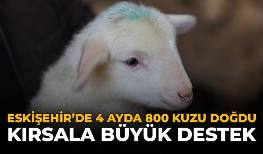 Eskişehir’de 4 Ayda 800 Kuzu Doğdu: Kırsala Büyük Destek