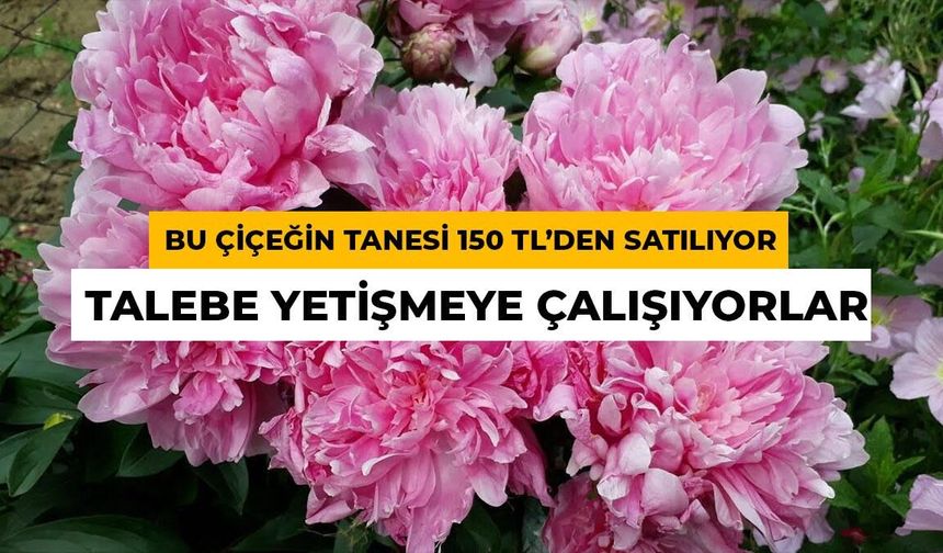 Tanesi 150 TL'ye Satılıyor: Sert Kışı Olan Şehirlerde Altına Dönüşüyor