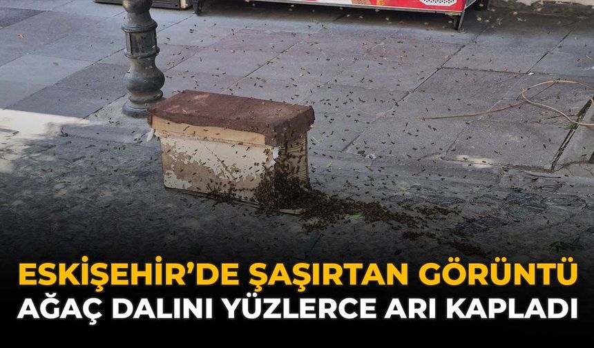 Eskişehir'de Şaşırtan Görüntü: Ağaç Dalını Yüzlerce Arı Kapladı
