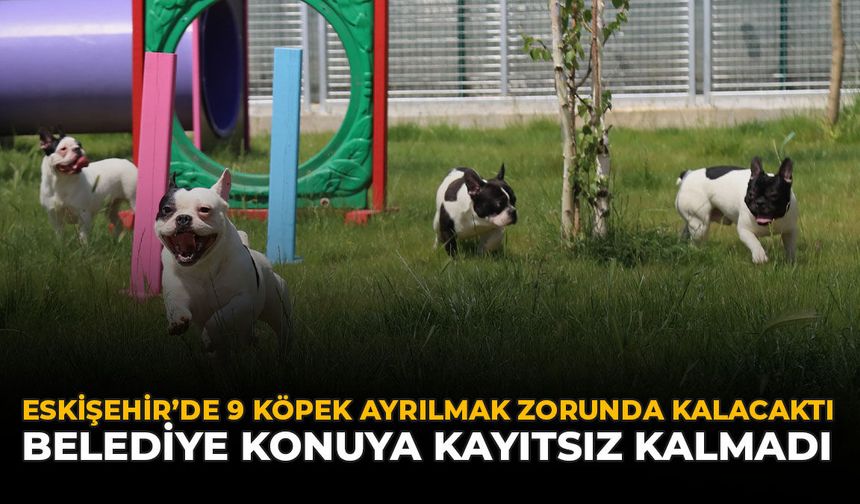 Eskişehir’de 9 Köpek Ayrılmak Zorunda Kalacaktı: Belediye Konuya Kayıtsız Kalmadı