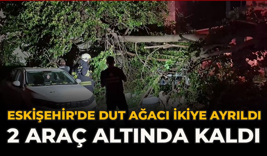 Eskişehir'de Dut Ağacı İkiye Ayrıldı: 2 Araç Altında Kaldı