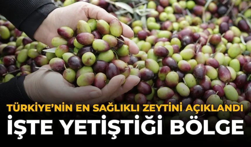 En Sağlıklı Zeytin Açıklandı: Siyah Mı Yeşil Mi Derken Cevap Bambaşka