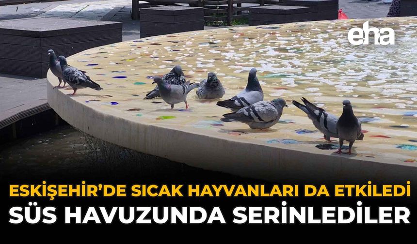 Eskişehir'de Sıcak Hayvanları da Etkiledi: Süs Havuzunda Serinlediler
