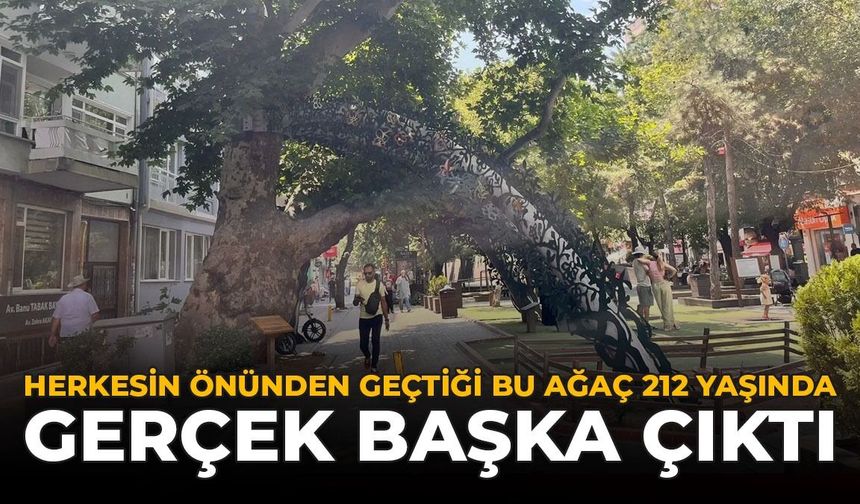 En Yaşlı Sanılan Çınar 212 Yaşında: Asıl Rekortmen Başka Çıktı