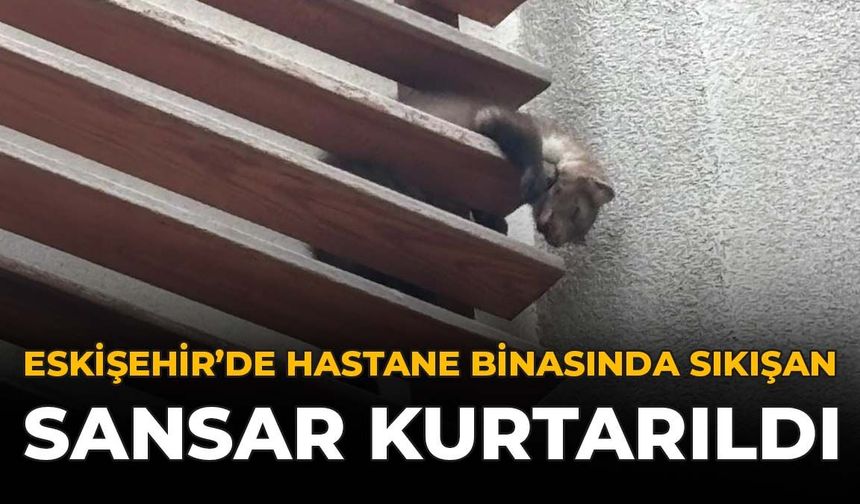 Eskişehir'de Hastane Binasında Sıkışan Sansar Kurtarıldı
