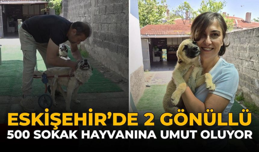 Eskişehir’de 2 Gönüllü Yaklaşık 500 Sokak Hayvanına Umut Oluyor