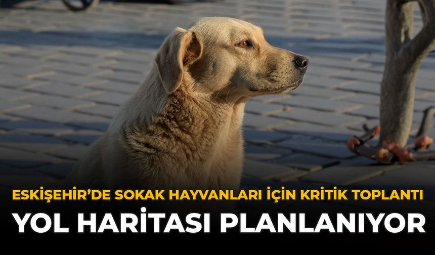 Eskişehir'de Sokak Hayvanları İçin Kritik Toplantı: Yol Haritası Planlanıyor